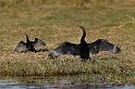 034 Chobe NP, afrikaanse slangenhalsvogel